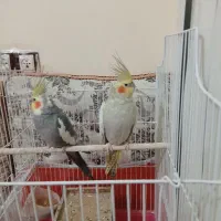عروس هلندی نرماده