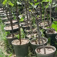 نهال اصلاح شده انجیر گلابی(زرد و سیاه درشت)