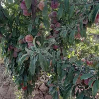 فروش باغچه