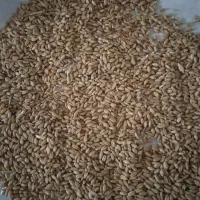 گندم بذر مادر