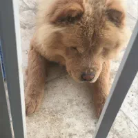 واگذاری سگ چاوچاو