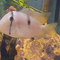 ماهی اکواریومی