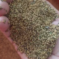 تخم یونجه بغدادی