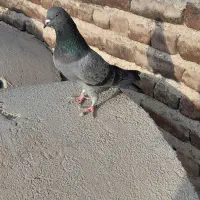 کبوتر تهرانی|پرنده|ایلخچی, |دیوار