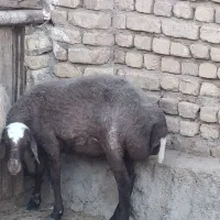 بره ماده چاق و پروار