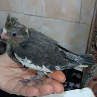جوجه عروس سرلاکی|پرنده|قم, علی آباد سعدگان|دیوار