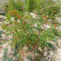پلاک-باغ-بر-جاده-ساحلی