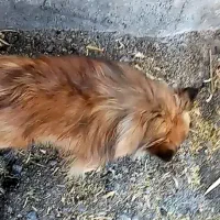 سگ گمشده پاکوتاه