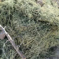 یونجه خشک