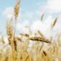 گندم آبی درجه یک