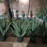 گل آلوورا|گل و گیاه طبیعی|تهران, خاوران|دیوار
