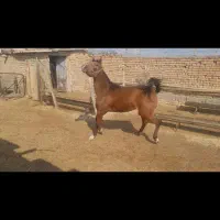 اسب عرب معاوضه با همه چی