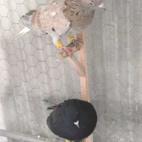 کبوتر دوم سفیده