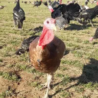 بوقلمون برنز و بوربون|حیوانات مزرعه|کوهدشت, |دیوار