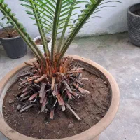 گل سیکاس ودرخت آواکادو|گل و گیاه طبیعی|رشت, حمیدیان|دیوار