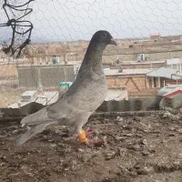 کفتر گرفتنی