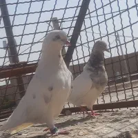ملاقی