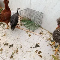 مرغ سلطانی و مرغ شاخ دار|حیوانات مزرعه|قم, بنیاد|دیوار