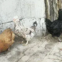 مرغ خانگی تخم گذار