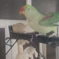 شاه طوطی نژاد اسکندر