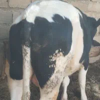 دو راس گوساله نر