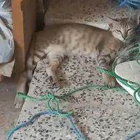 گربه