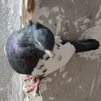 کفتر سینه مشکی ماده