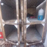 جفتگاه قفس پرنده