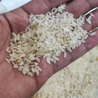 برنج کامفیروز اصل|خوردنی و آشامیدنی|بروجن, |دیوار