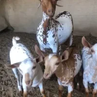 بز 3قلوزا صلاله