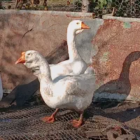 فروش اردک اسراییلی و غاز لیندا|حیوانات مزرعه|ساری, |دیوار