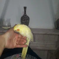 عروس هلندی