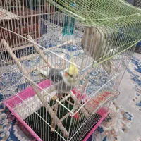 عروس هلندی