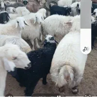 فروش ۴۰راس شیشک|حیوانات مزرعه|خرم بید, |دیوار