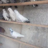تعدادی کبوترتهرانی وپاکستانی فوق پرشی