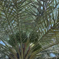 دامداری-با-جواز