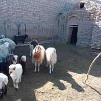 بره سفت چاق