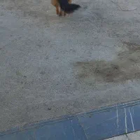 واگذاری سگ|سگ|کهریزک, |دیوار