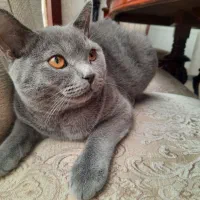 برتیش واسکاتیش