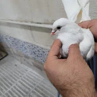 کبوترپرشی|پرنده|گرگان, |دیوار