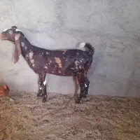بز پاکستانی