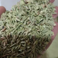 فروش عمده رازیانه سبز همدانی درجه یک