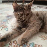 گربه اسکاتیش برتیش|گربه|مشهد, ادیب نیشابوری (شهرک غرب)|دیوار