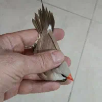 فنچ کرواتی آلبینو|پرنده|تهران, فدک|دیوار