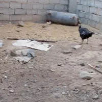 چند  تا مرغ ویک دوچرخه ویک بوقلمون