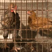 جوجه|حیوانات مزرعه|تهران, تهرانپارس غربی|دیوار