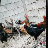 خروس محلی|حیوانات مزرعه|برازجان, |دیوار