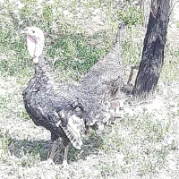 بوقلمون نر و ماده