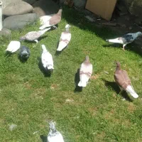 کبوتر پرشی و مسافتی