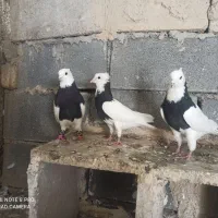 کبوتر|پرنده|شیراز, زیباشهر|دیوار